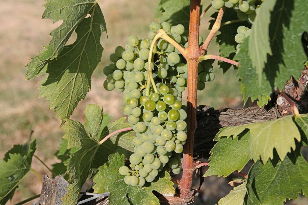 Il Cantuccio Nel Chianti *